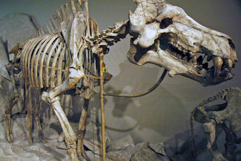 Pensamos que este insecto era un cerdo. Ahora sabemos que medía dos metros, pesaba mil kilos y era una máquina de matar relacionada con las ballenas.

 – Tinta clara