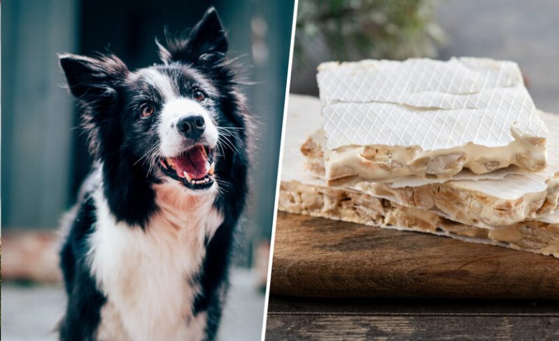 Tras el turrón de patata frita o “pisada de luna”, llega la única conclusión posible de la industria: el turrón para perros

 – Tinta clara