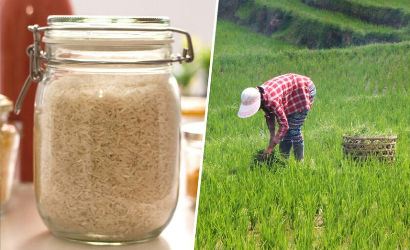 arroz de Myanmar y Camboya

 – Tinta clara