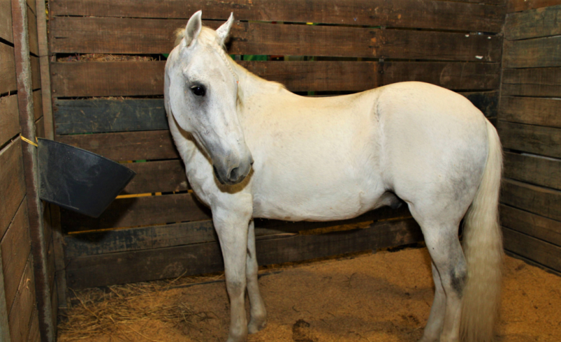 Estos podrían ser los riesgos sanitarios y económicos para la región

 – Tinta clara