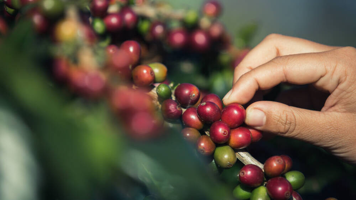La producción de café de Colombia cayó un 10% en octubre pero acumula 11,1 millones de sacos en lo que va del año

 – Tinta clara