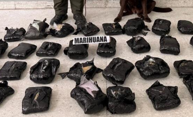 Incautan 21.000 gramos de marihuana camuflados por una empresa de reparto: caninos antinarcóticos detectaron las sustancias ilícitas

 – Tinta clara