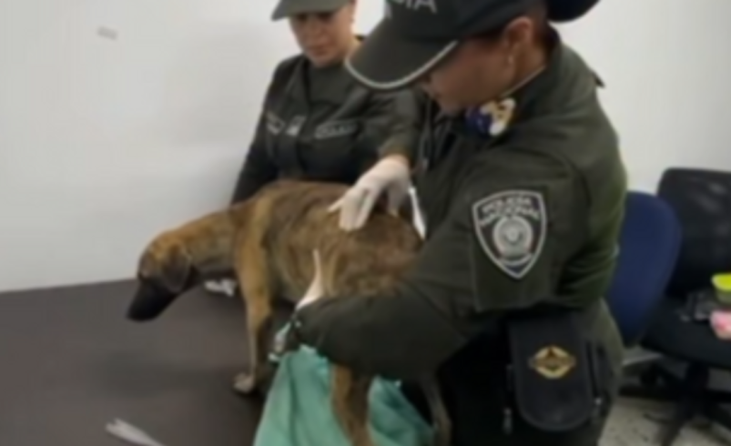 Veterinarios examinan el cachorro con el que se entregó el hombre acusado de golpear brutalmente a un canino, causando indignación en el país

 – Tinta clara