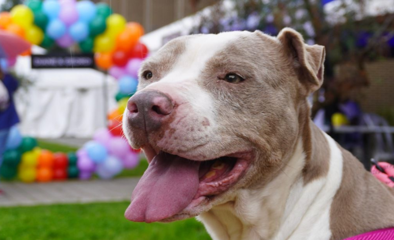 Condenan a 20 meses de prisión a hombre que torturó y mató a un perro en Barrancabermeja

 – Tinta clara