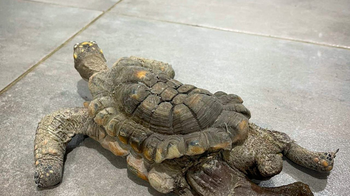 Caso de una tortuga morrocoy que estuvo en cautiverio durante 30 años en Medellín volvió a levantar alarmas por el tráfico ilegal de esta especie

 – Tinta clara