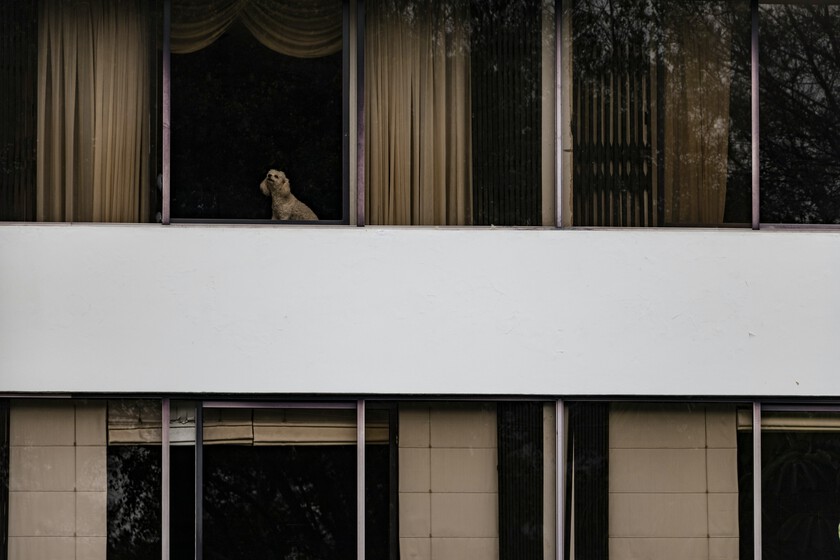 España se está llenando de edificios con mascotas. La Ley de Propiedad Horizontal aclara qué hacer cuando causan molestias

 – Tinta clara