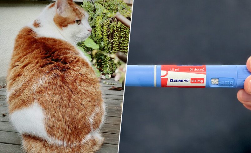 El problema de «mi gato está gordo» es tan común que a la industria se le ha ocurrido una idea: «Ozempic para gatos»

 – Tinta clara