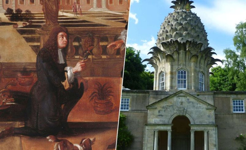 Colón introdujo la piña en Europa en 1496. 200 años después los ingleses se volvieron locos

 – Tinta clara