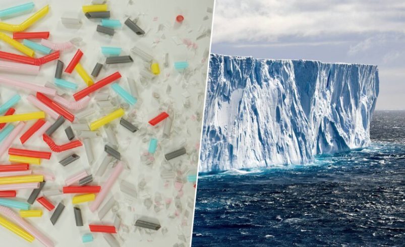 El único insecto de la Antártida ha empezado a comer algo que no debería.

 – Tinta clara