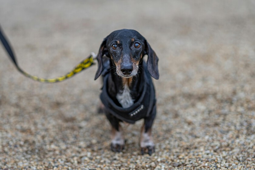 Un perro se perdió en 2021 en Estados Unidos. Cinco años después ha aparecido a 3.700 kilómetros de su casa

 – Tinta clara