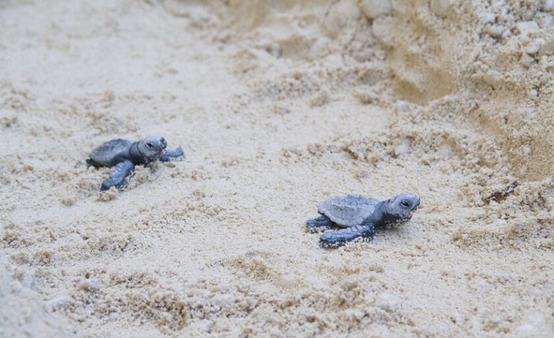 La tortuga boba es cada vez más común en las costas españolas. Es una mala señal para el Mediterráneo

 – Tinta clara