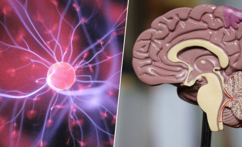 La neurociencia explica por qué el cerebro tarda mucho más en madurar de lo que pensábamos

 – Tinta clara