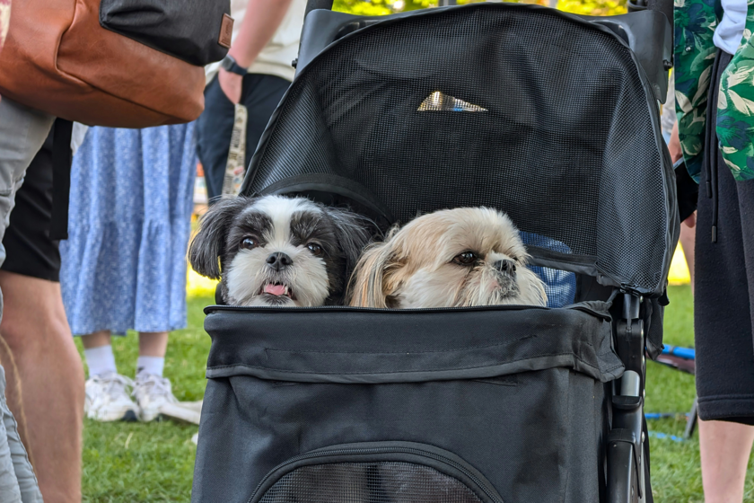 Creíamos que las mascotas estaban reemplazando a los niños. Un estudio sugiere todo lo contrario

 – Tinta clara
