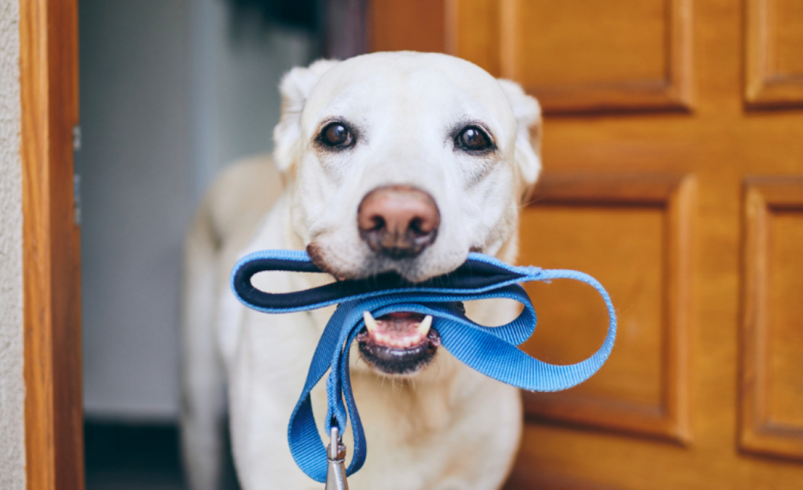 $711,750 en multas que enfrentan los dueños de perros en complejos de apartamentos

 – Tinta clara