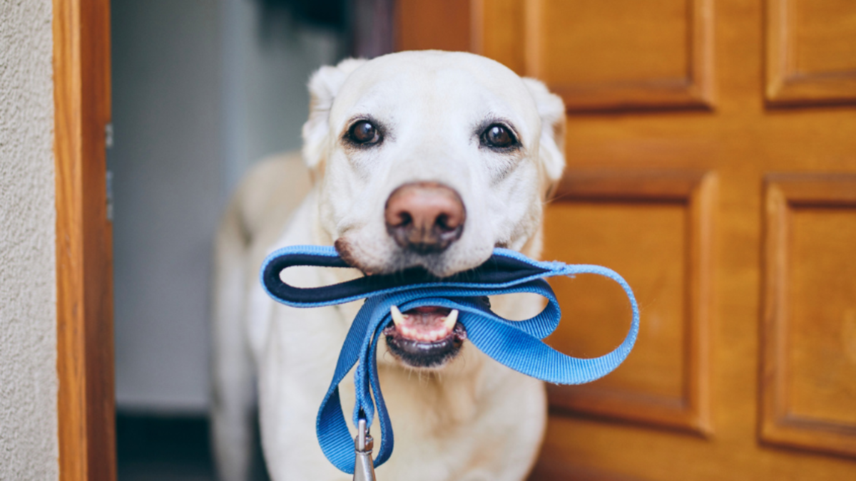 $711,750 en multas que enfrentan los dueños de perros en complejos de apartamentos

 – Tinta clara