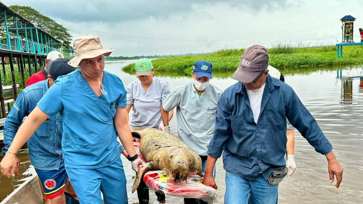 Murió cría de manatí en el pantano de El Llanito, en Barrancabermeja, ya son 13 especies las que han muerto en cinco años: hay alerta por contaminación

 – Tinta clara