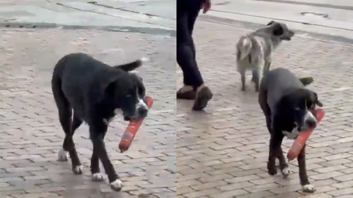 Perro se vuelve viral tras robar una salchicha en un D1 en Antioquia

 – Tinta clara