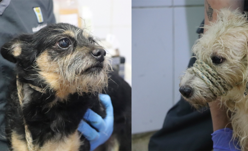 El drama oculto que viven los animales en Medellín

 – Tinta clara