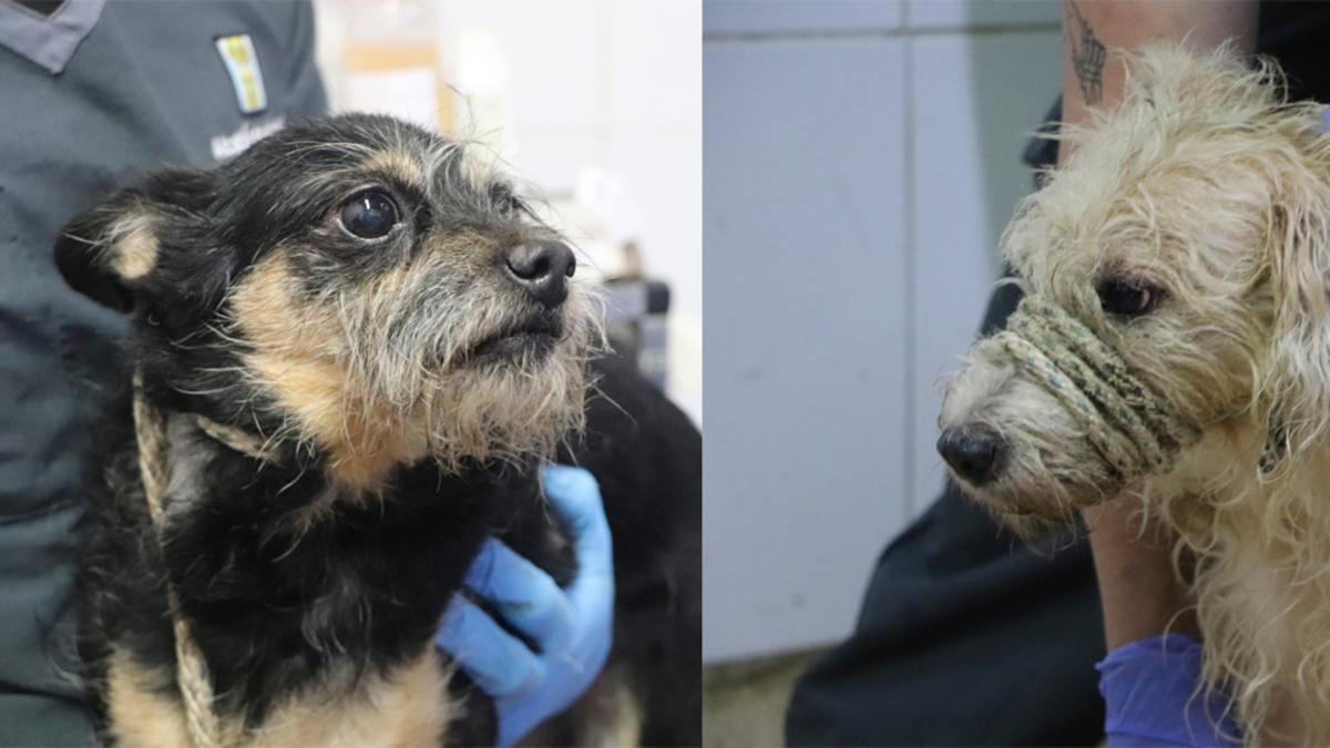 El drama oculto que viven los animales en Medellín

 – Tinta clara