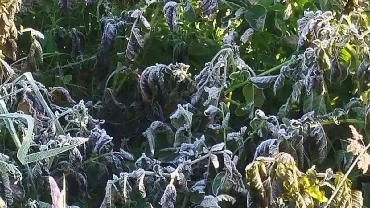 Más de 800 familias campesinas se vieron afectadas por la destrucción de papa, fresa y otros cultivos de la canasta familiar.

 – Tinta clara