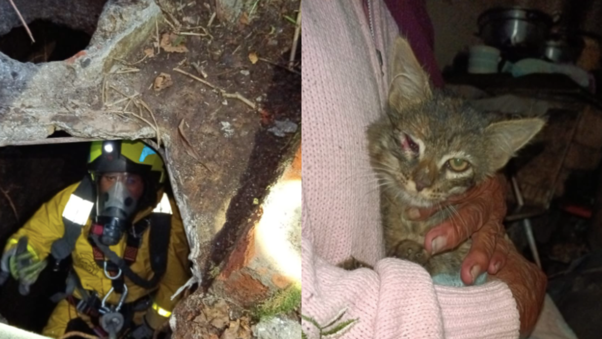 Rescataron a un gato que había caído a un pozo de 12 metros de profundidad en Pasto

 – Tinta clara