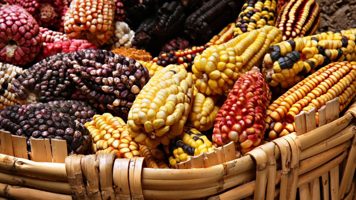 Sector semillero alerta sobre retrasos en aprobaciones de biotecnología, mientras la piratería sigue afectando la competitividad agrícola

 – Tinta clara