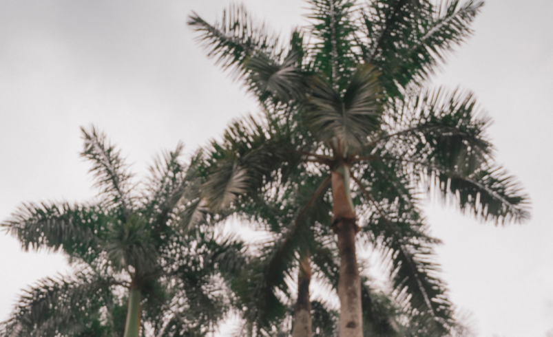 Brisas Caleñas, el festival que reinventa la Feria de Cali con música alternativa y un compromiso con la sustentabilidad

 – Tinta clara