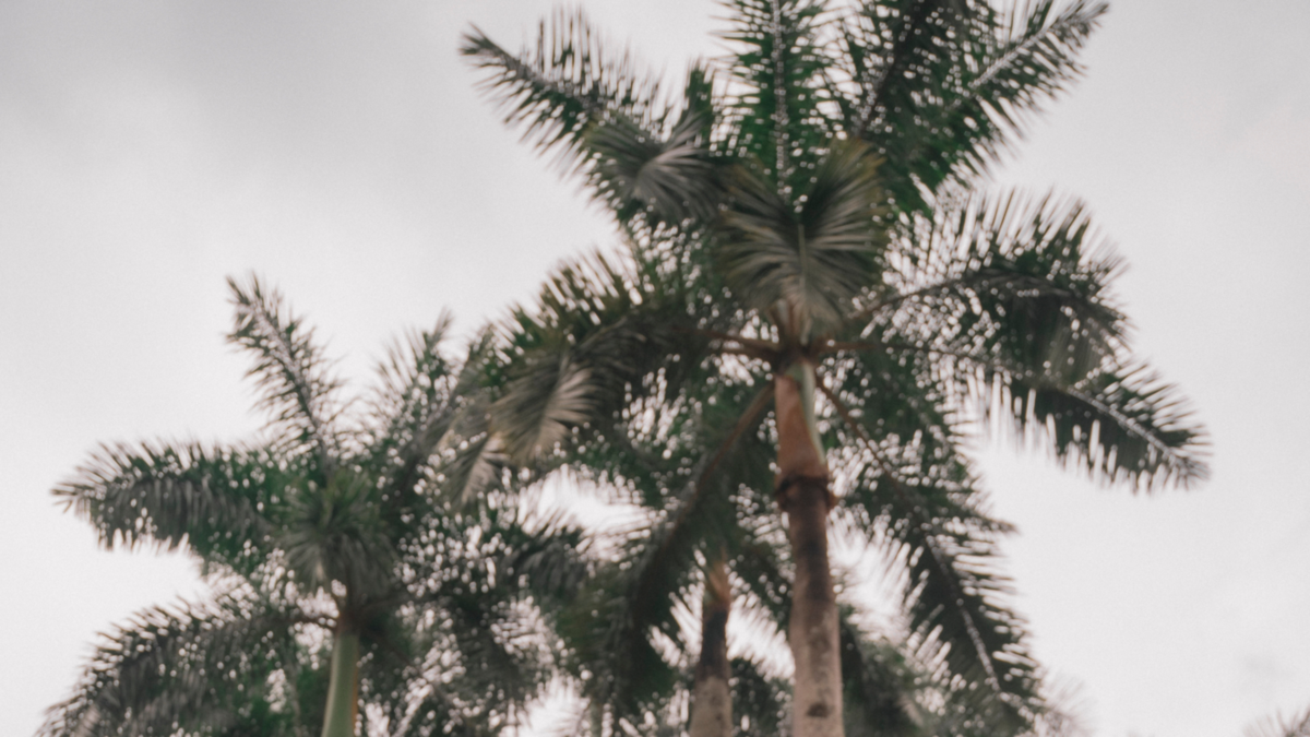 Brisas Caleñas, el festival que reinventa la Feria de Cali con música alternativa y un compromiso con la sustentabilidad

 – Tinta clara