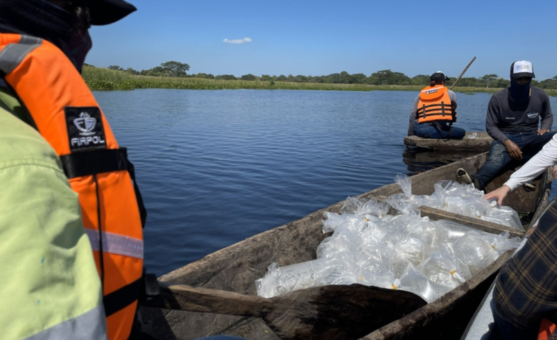 La siembra de 400 mil alevines de bocachico y dorada en la Ciénaga de la Mata de Palma fortalece la pesca artesanal y la sostenibilidad ambiental

 – Tinta clara