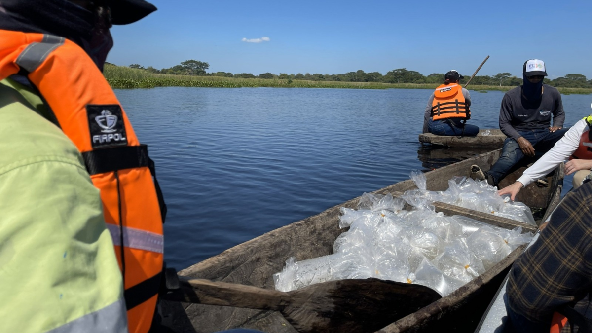 La siembra de 400 mil alevines de bocachico y dorada en la Ciénaga de la Mata de Palma fortalece la pesca artesanal y la sostenibilidad ambiental

 – Tinta clara
