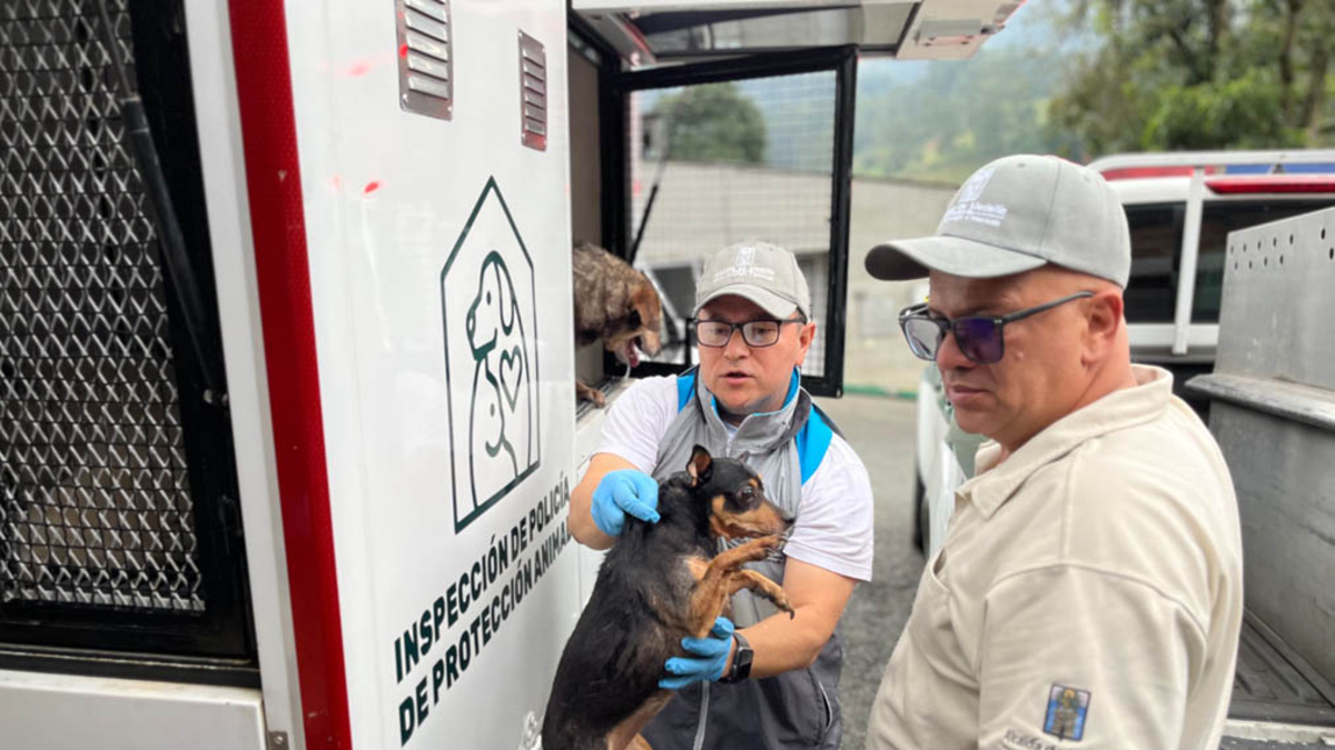 Así fue el infierno en el que sobrevivieron 46 perros y gatos en una casa del suroeste de Medellín

 – Tinta clara