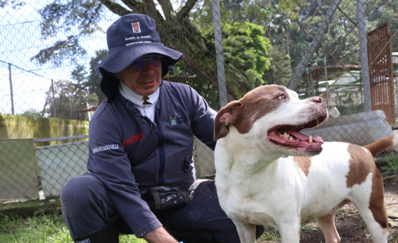Gracias al trabajo entre la ciudadanía y la Alcaldía de Medellín, 2.548 animales recibieron atención

 – Tinta clara