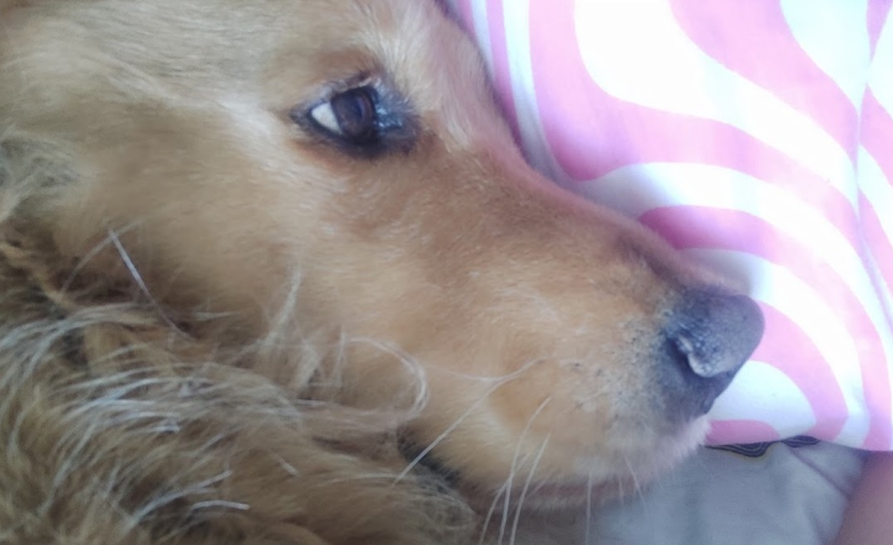 Horus, el perro de 10 años al que le diagnosticaron estrés por pólvora y murió tras varios días de combates en Armenia

 – Tinta clara