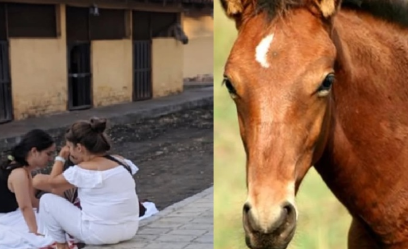 Niña de cuatro años murió tras caer de un caballo en un restaurante, esto sucedió

 – Tinta clara