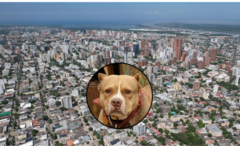 Un niño de 10 años fue atacado por un perro pitbull en un edificio del norte de Barranquilla y sufrió heridas en el rostro.

 – Tinta clara