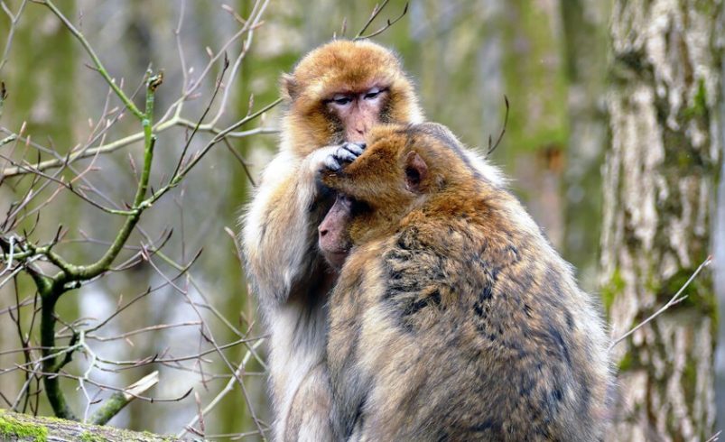 La ciencia ha descubierto que el «hogar» original de los primates era el frío del norte

 – Tinta clara