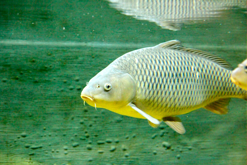 Llevamos siglos luchando con espinas de pescado. China acaba de ganar la guerra con tijeras moleculares

 – Tinta clara