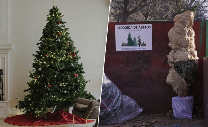 replantarlos en el monte no es una opción

 – Tinta clara