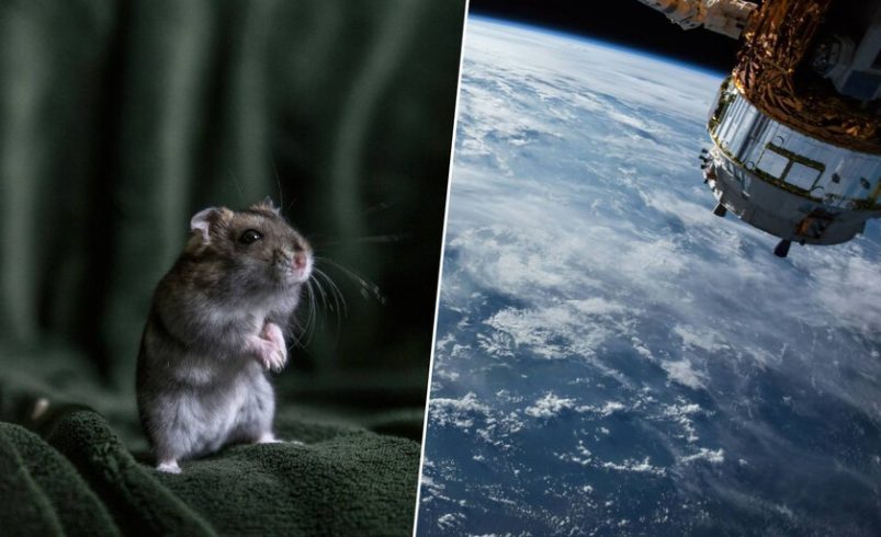 China acaba de resolver una de las mayores dudas sobre ir a Marte con el nacimiento de seis ratones espaciales

 – Tinta clara