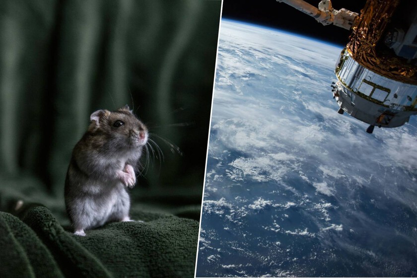 China acaba de resolver una de las mayores dudas sobre ir a Marte con el nacimiento de seis ratones espaciales

 – Tinta clara