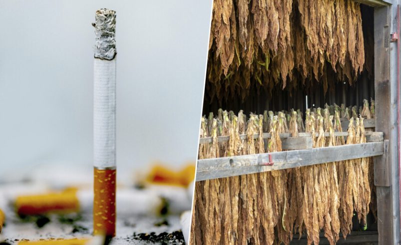España tiene su propio cultivo de tabaco y hay una región que se ha hecho con el 99% del sector: Extremadura

 – Tinta clara