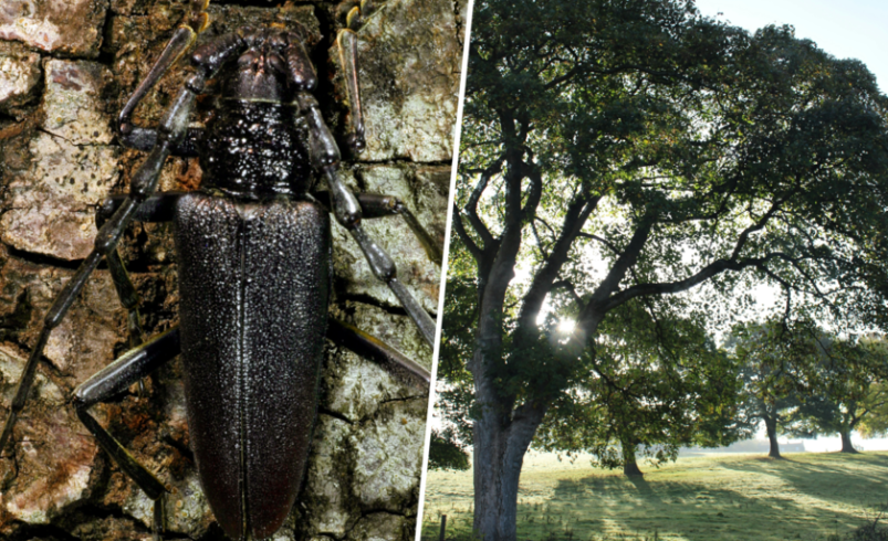 Un escarabajo está diezmando la población de Salamanca. Y el mayor problema es que está protegido.

 – Tinta clara