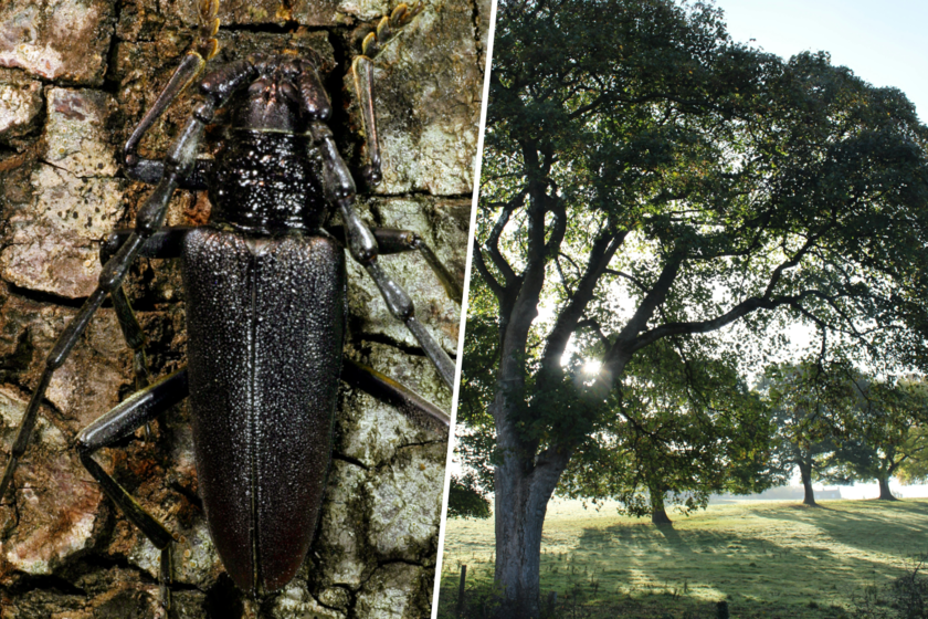 Un escarabajo está diezmando la población de Salamanca. Y el mayor problema es que está protegido.

 – Tinta clara