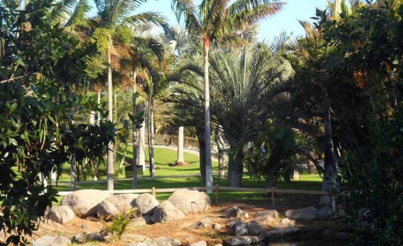 La «floración de la muerte» de las palmeras de Ceilán

 – Tinta clara