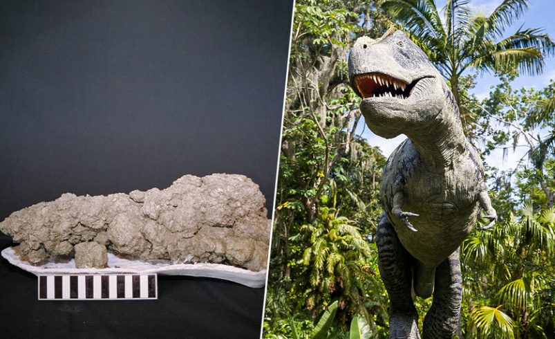 Se hicieron millonarios buscando heces de dinosaurios

 – Tinta clara