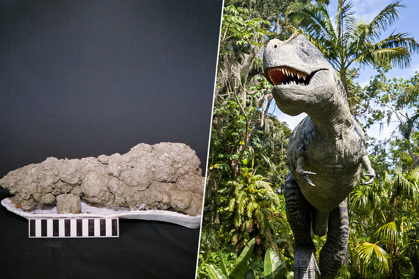 Se hicieron millonarios buscando heces de dinosaurios

 – Tinta clara