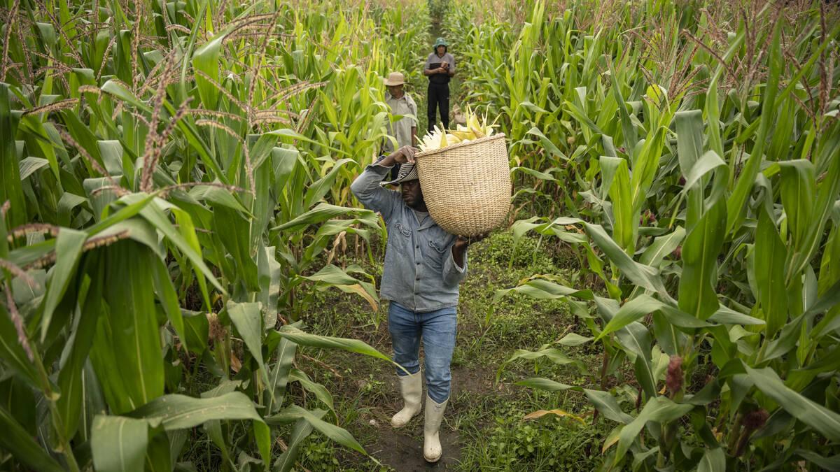 La Fundación Rockefeller y CAF forman alianza para ampliar oportunidades de seguridad alimentaria y cambio climático en América Latina

 – Tinta clara