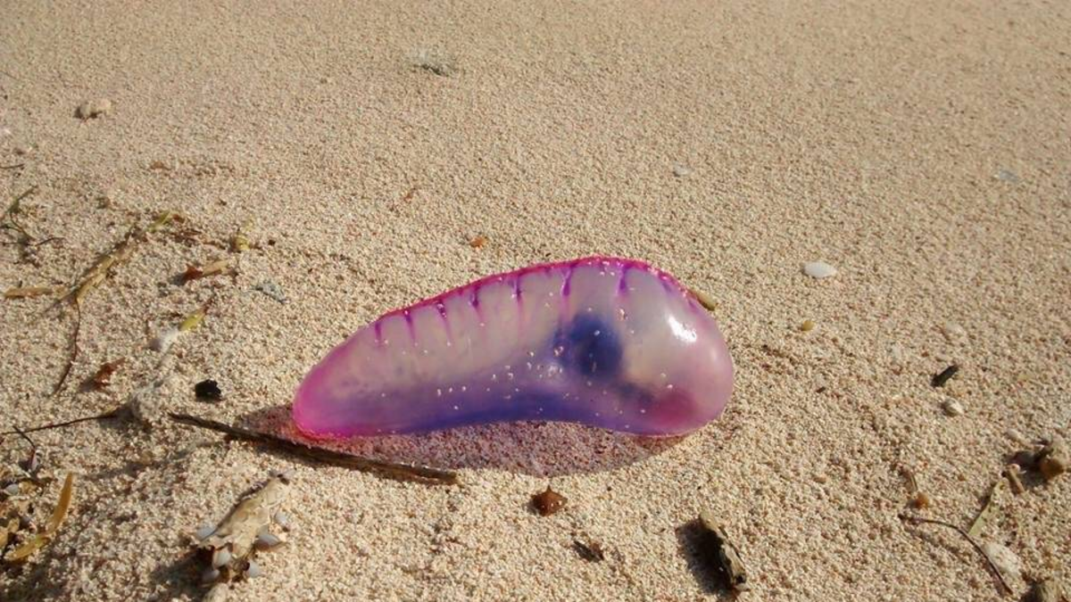 autoridades refuerzan seguimiento y llaman a la calma ciudadana

 – Tinta clara