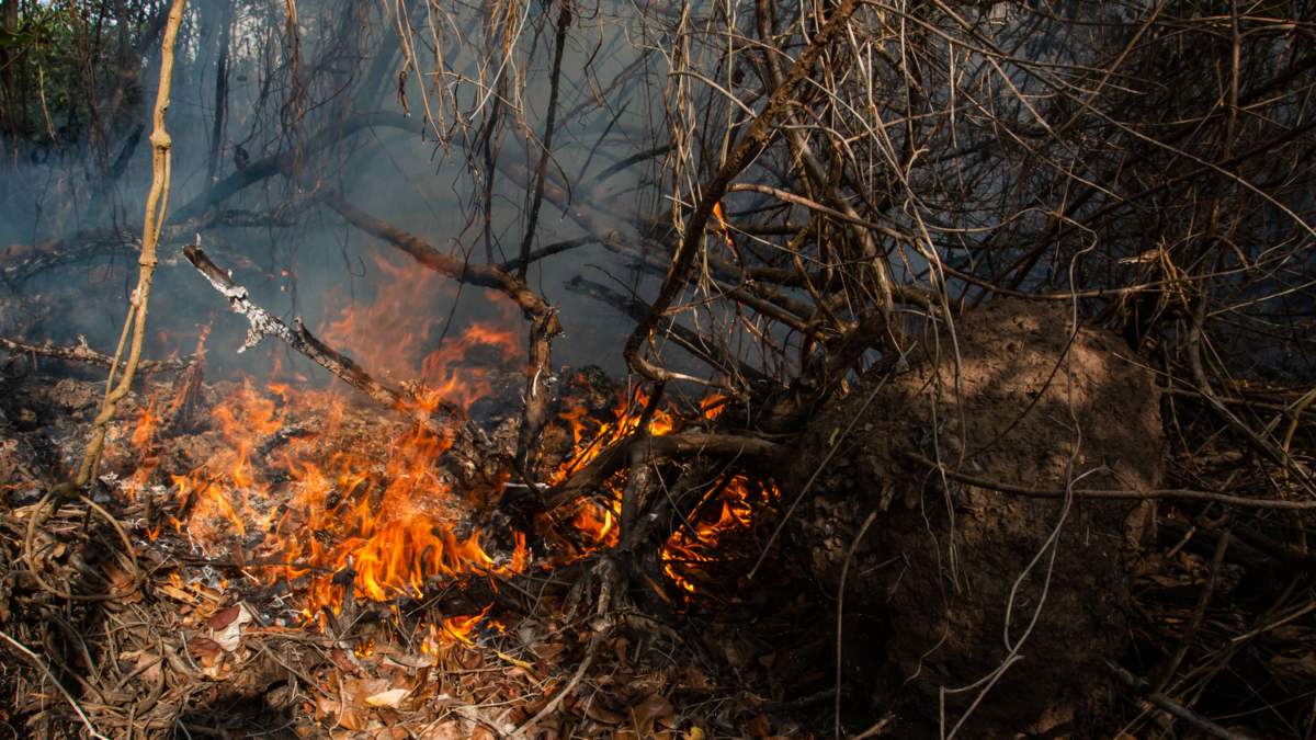 Incendio forestal en Parque Isla Salamanca activa emergencia ambiental y moviliza a bomberos y Marina por riesgo para manglares y comunidades

 – Tinta clara