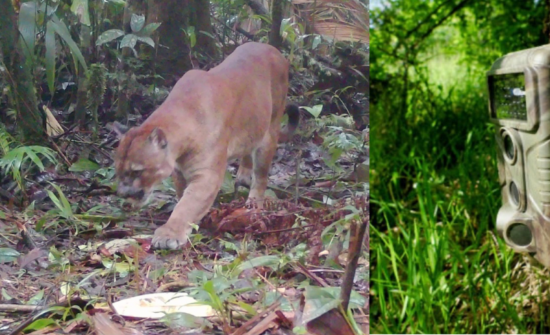 Los avistamientos de cámaras trampa revelan detalles sorprendentes

 – Tinta clara